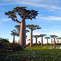 Les baobabs