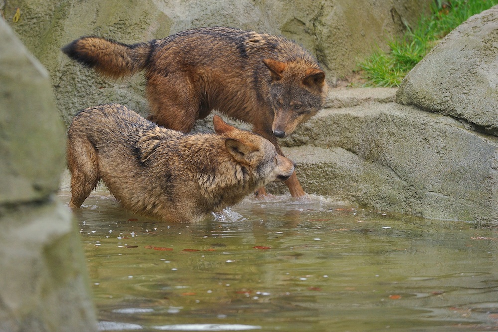 Le loup ibérique  Parc zoologique de Paris